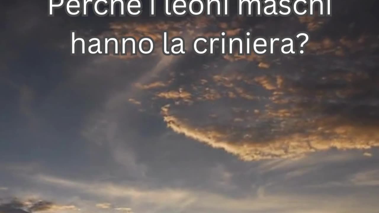 Fatto del Leone 10 - Perché i leoni maschi hanno la criniera?