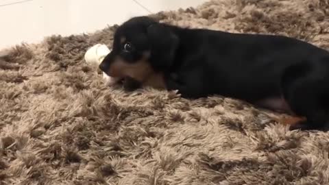 Dog VS Bone 😏