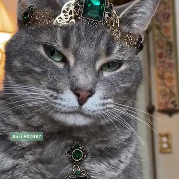 Cathighness 🥰🤣⁉️