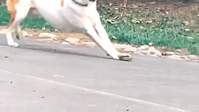 Hey Hooman. I want this stone flat