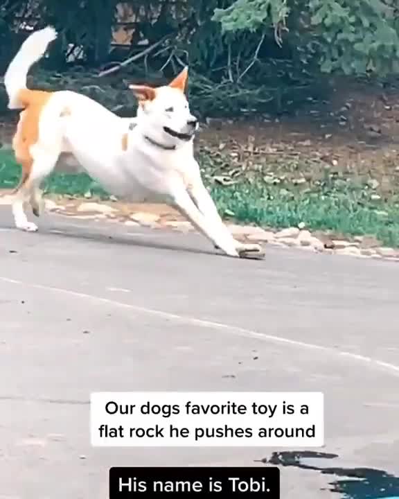 Hey Hooman. I want this stone flat