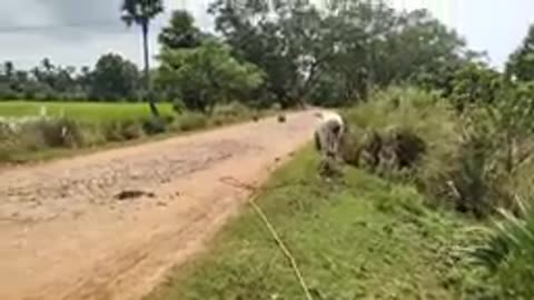 Cow vs lagoor