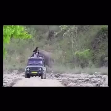 Elephant pranks tourist.