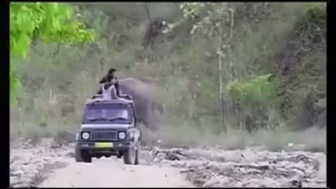 Elephant pranks tourist.