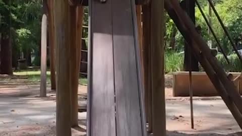 cute sliding dog