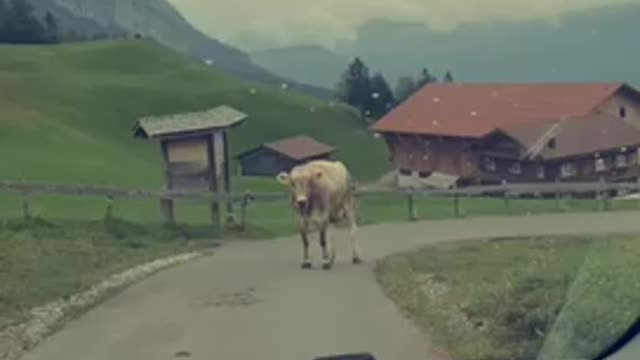 aggressive cow blocking road in switzerland