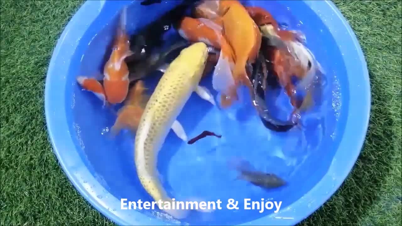 Different species of the fishes in the same basket