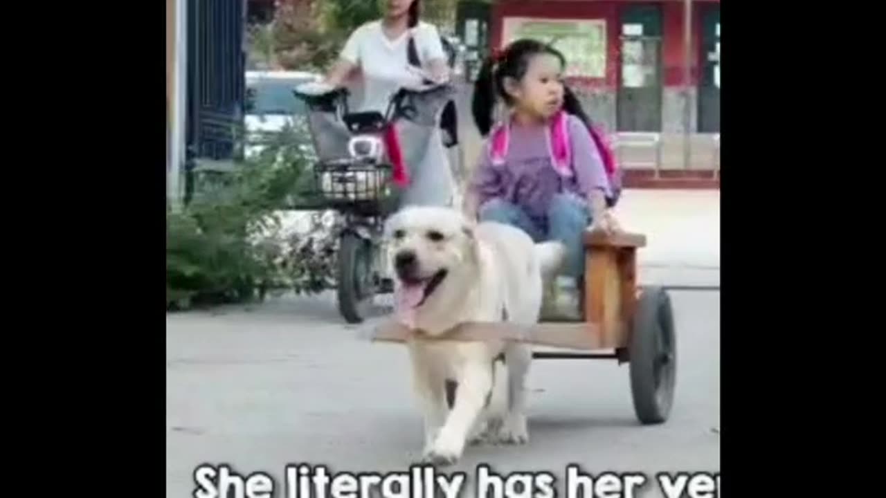 Dog Taxi