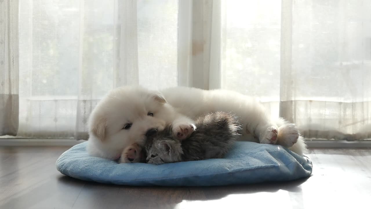 cat baby and dog