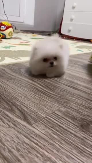 The most beautiful little animals in the world you will wish to own