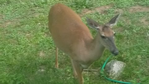 Backyard guest