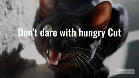 Don't dare with hungry Cats!