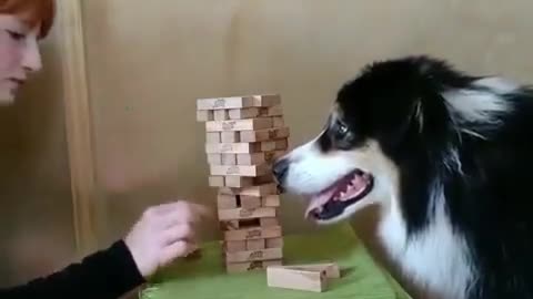 Playing Jenga With my DOG!
