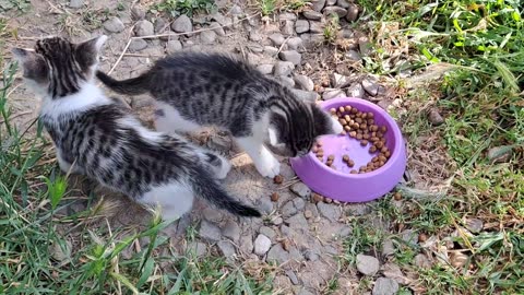 Little kitten eats food. Cute kittens are meowing