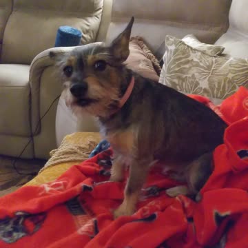 Howling on Christmas Eve