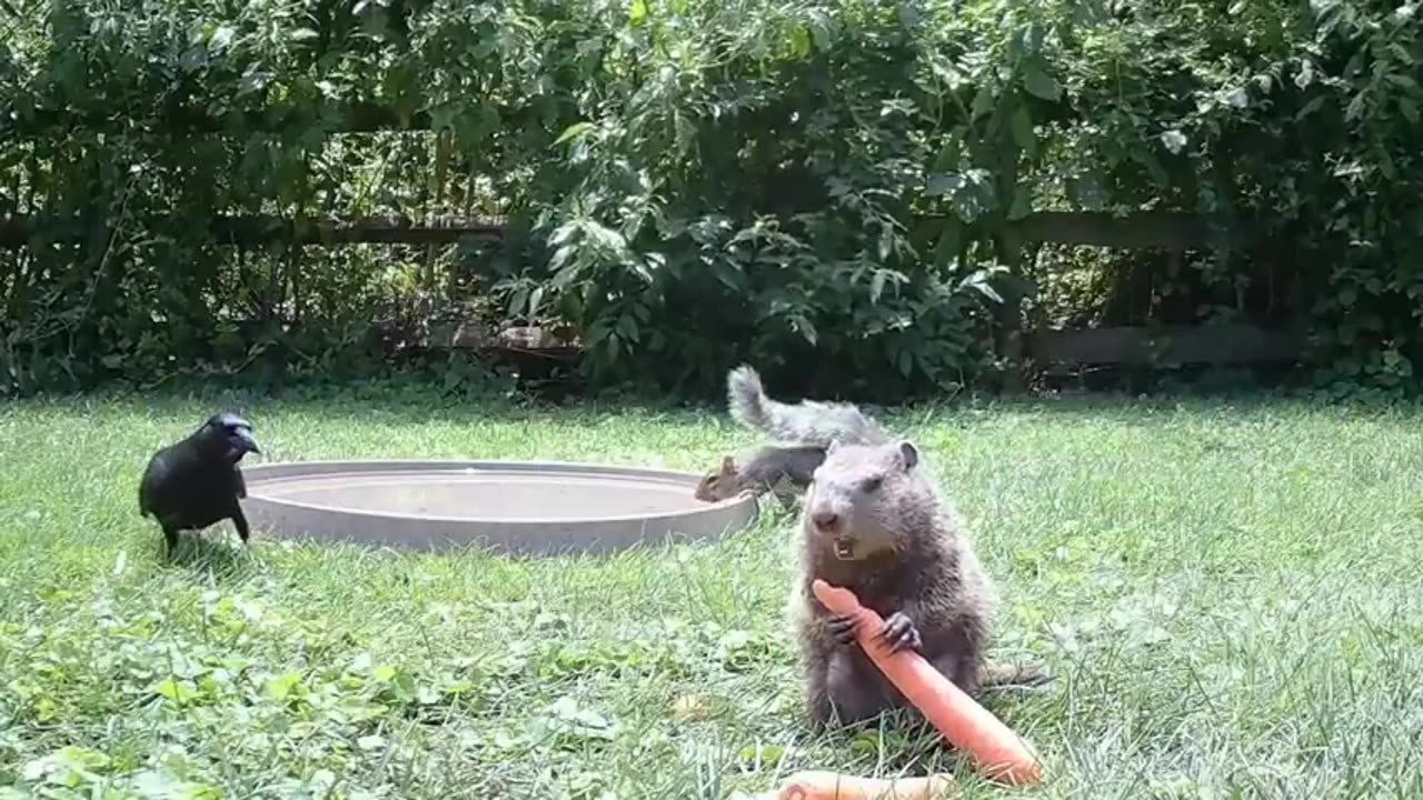 Squirrels Funny Moments