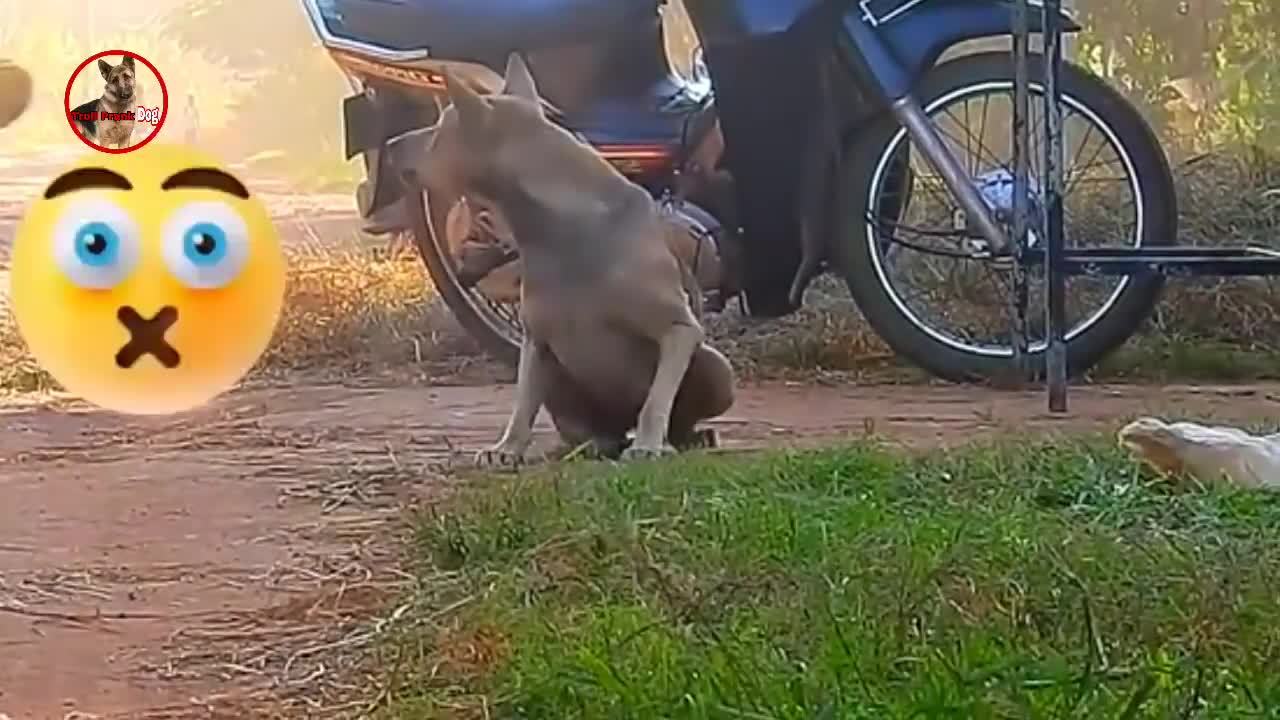 Troll Prank Dog,Fake Snake Vs Monkeys and Big Fake Lion Dog Prank Must Watch Funny Video - Troll Dog