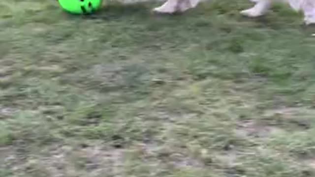 Dog Enjoys Playing With Football in Playground