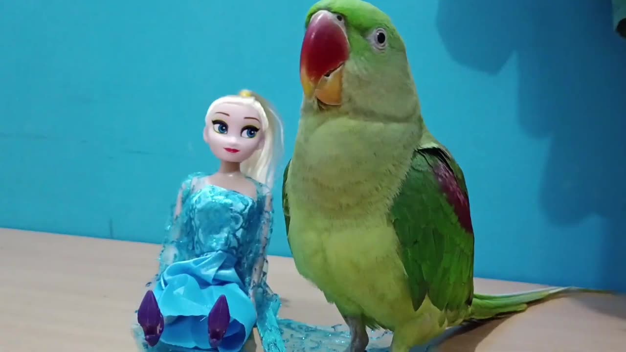 Funny Parrots / Comedy Vedio #CrazyPets