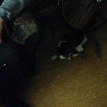 A very cute cat is walking.