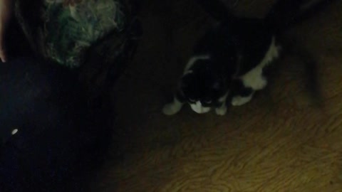 A very cute cat is walking.