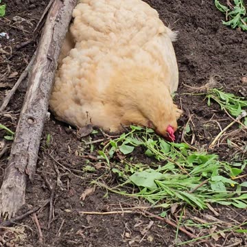 OMC! Cutie laying in the dirt pecking greens while her friends congregate nearby!