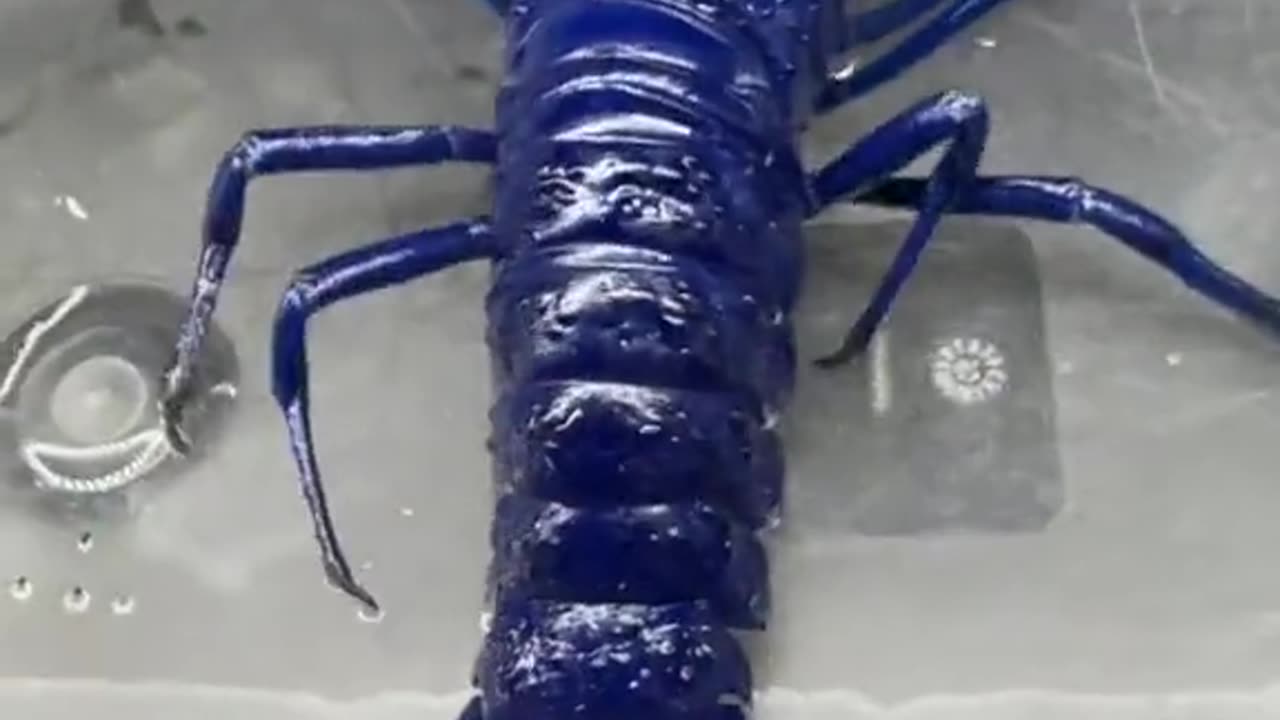 Blue lobsters are rare, the chance of seeing one is one in every 2 million