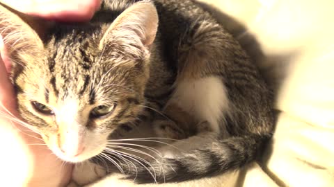 Kitten Purrs when Petted