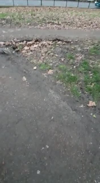 Squirrel walking around Hyde Park, London