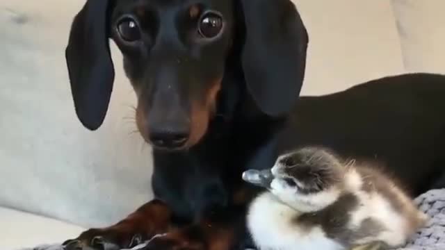 Dog and duck cute short video