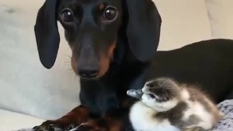 Dog and duck cute short video