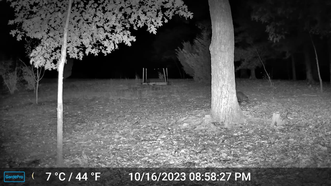 The Woods – 10/17/2023