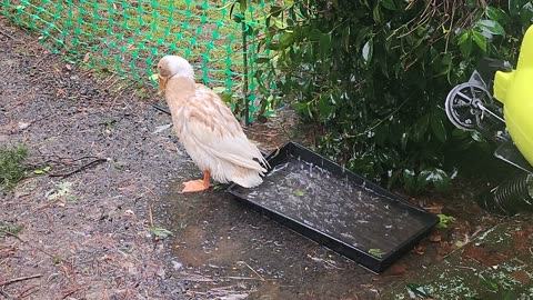 Rain Bath!