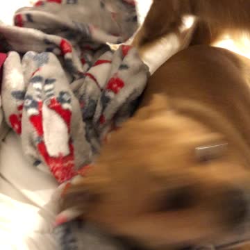 Annoying brother? Sit on him.