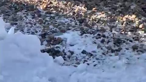 Surprise Puppy for Hubby