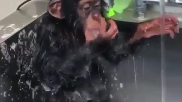 The monkeys are really human, and they all learned to shower by themselves.