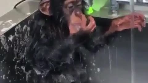 The monkeys are really human, and they all learned to shower by themselves.