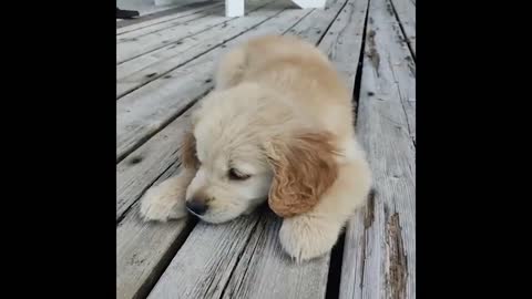 newest cats and dogs most expensive video
