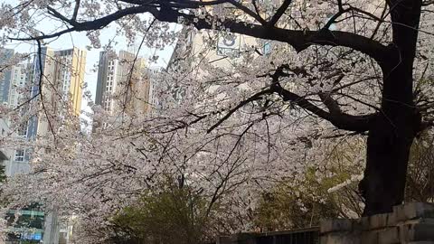 A feast of beautiful cherry blossoms in South Korea!