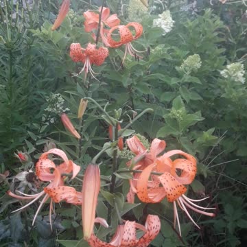 Tiger Lily