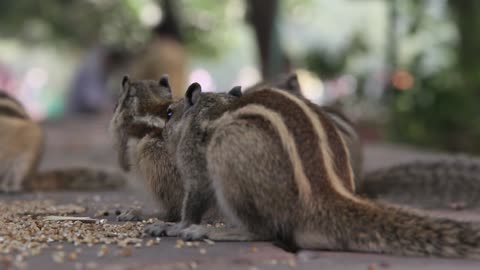 squirrel eating