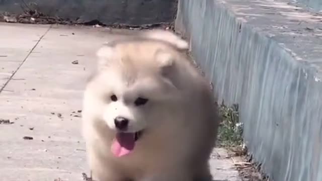 cute dog acrobatics