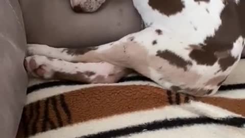 Dog Suddenly Wakes Up When Her Head Falls Off Armrest While Sleeping in Chair