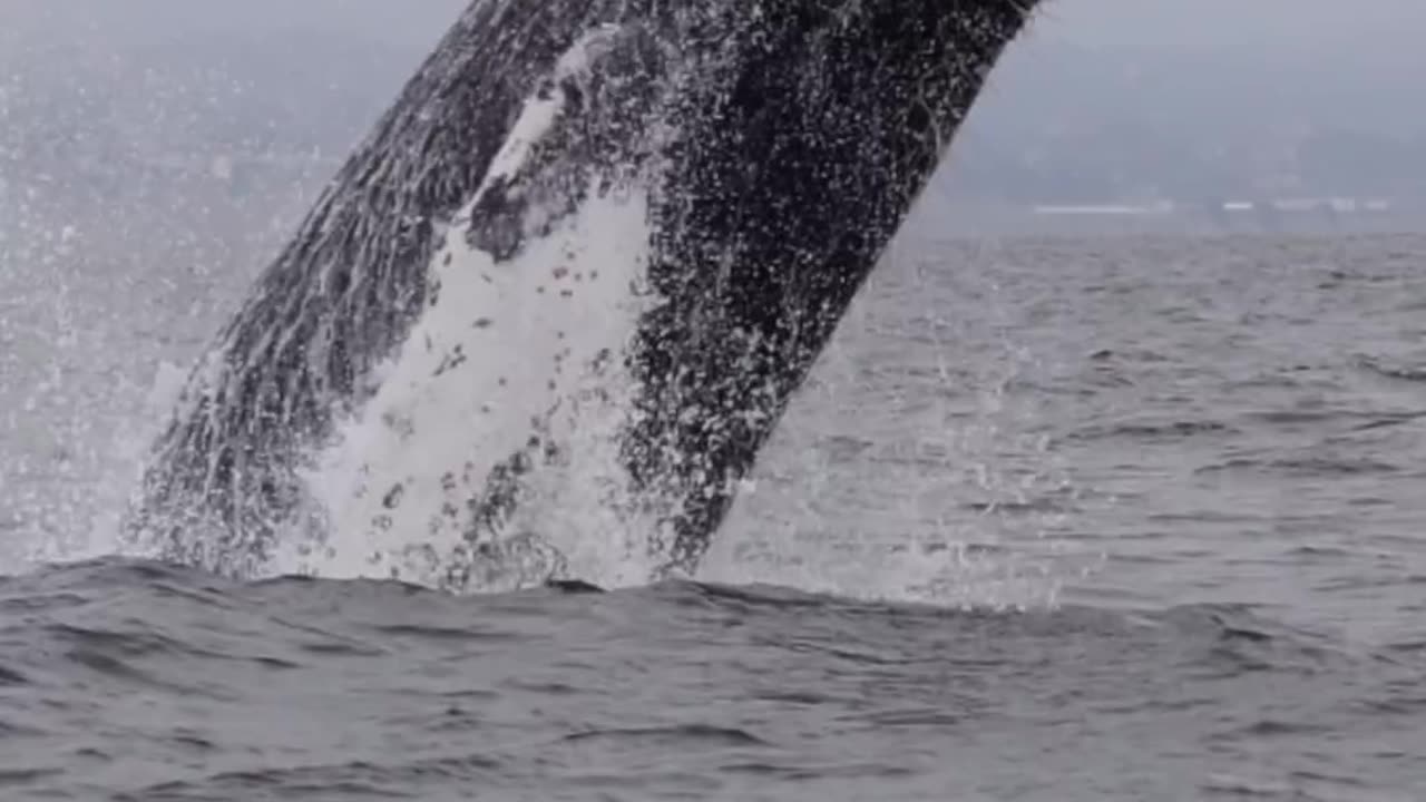 #whalewatching #whale #tail #humpbackwhale #breach #jump #fly #low #news #media #lunges #wildlife