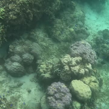 It’s Snorkeling Time!