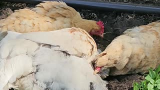 OMC! Whitey tries 2 shade herself using tailfeathers of her Orpington friend! #silly #shorts #hens