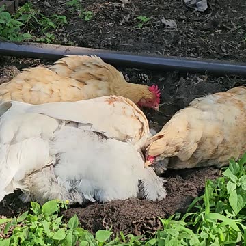 OMC! Whitey tries 2 shade herself using tailfeathers of her Orpington friend! #silly #shorts #hens