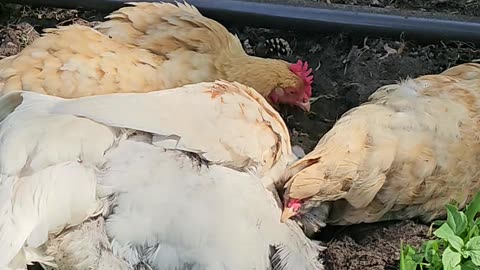 OMC! Whitey tries 2 shade herself using tailfeathers of her Orpington friend! #silly #shorts #hens