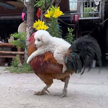A puppy on a rooster’s back!