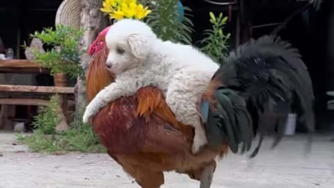 A puppy on a rooster’s back!